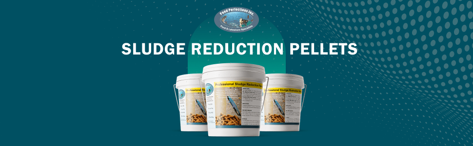 Module 1 - Pond Perfections