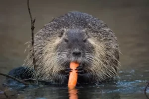 Muskrat in a pond holding food, illustrating the need for pond protection measures.