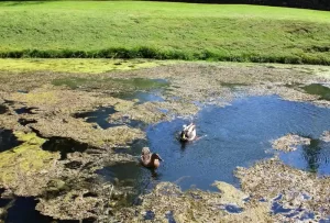 weeds-pond - Pond Perfections Ducks swimming in a pond with visible aquatic weeds, highlighting weed removal challenges.