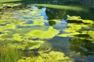 Green Algae blooms in pond - Pond Perfections Green Algae blooms in pond