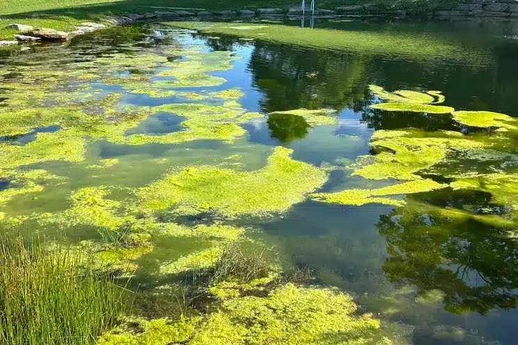 Green Algae blooms in pond - Pond Perfections Green Algae blooms in pond
